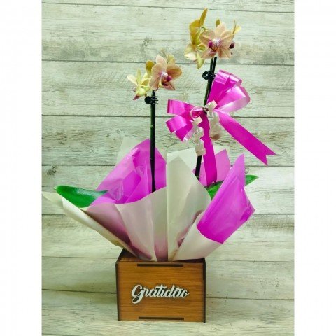 Mini Orquídea 2 Hastes Pote 9 - Cor Variada